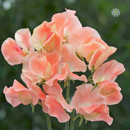 Candyfloss Sweet Pea Seeds - Heirloom Flower Garden Seeds for Growing