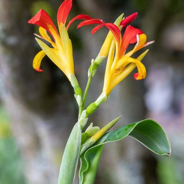 Canna Brasiliensis Tropical Red Canna Seeds - Heirloom Flower Garden Seeds for Growing