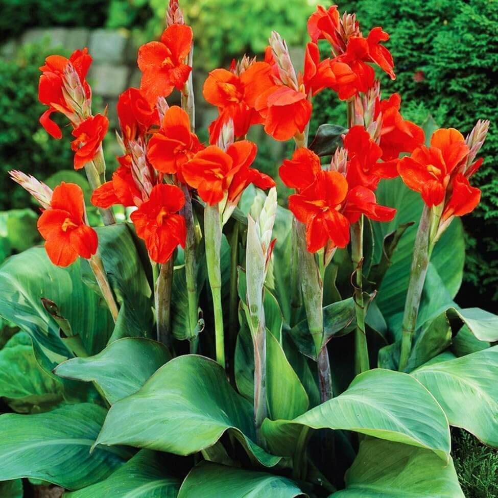 Canna Brasiliensis Tropical Red Canna Seeds - Heirloom Flower Garden Seeds for Growing