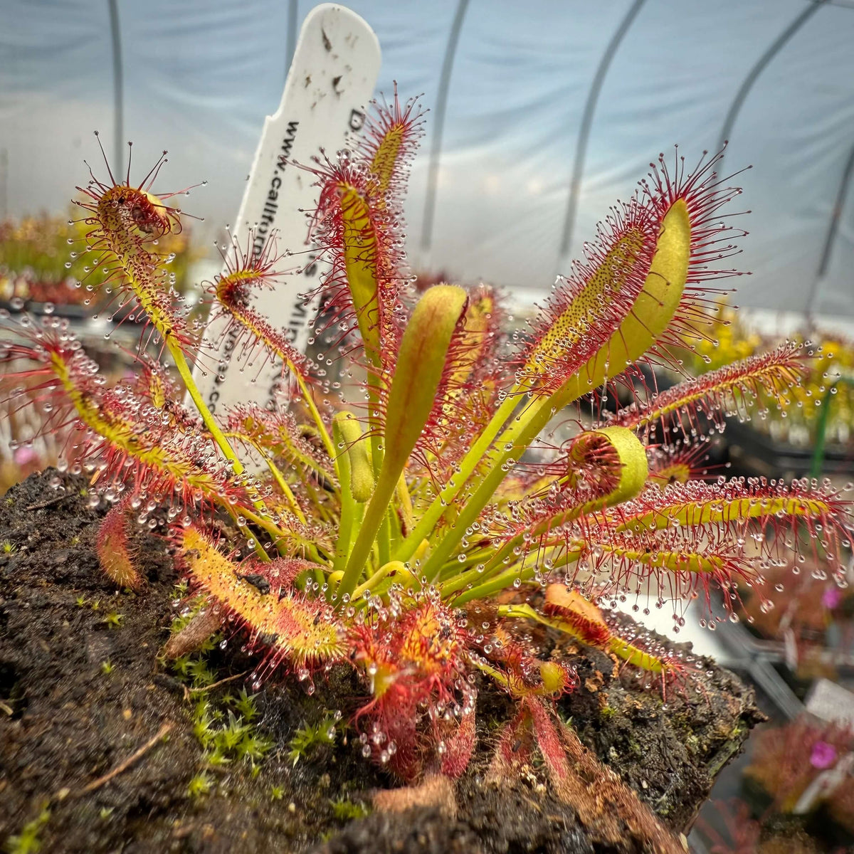 Cape Sundew Seeds - Heirloom Flower Garden Seeds for Growing