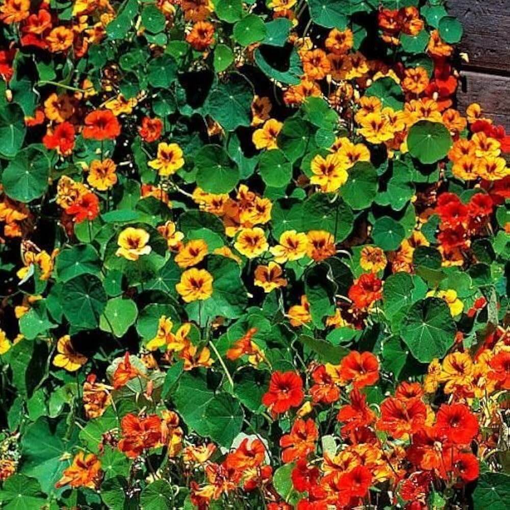 Capuchina Nasturtium Seeds - Heirloom Flower Garden Seeds for Growing