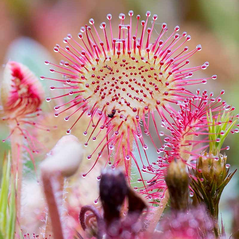 Carnivorous Sundew Seeds - Heirloom Flower Garden Seeds for Growing