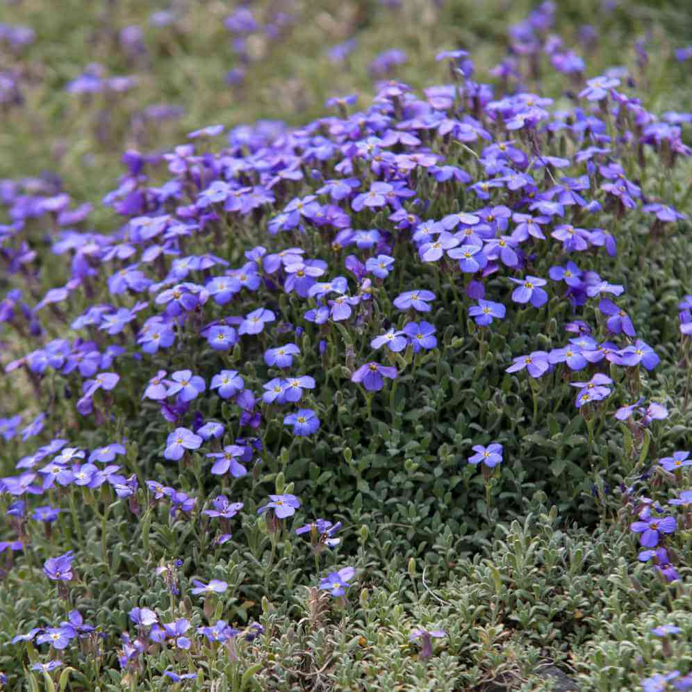 Cascade Dark Blue Aubrieta Seeds - Heirloom Flower Garden Seeds for Growing