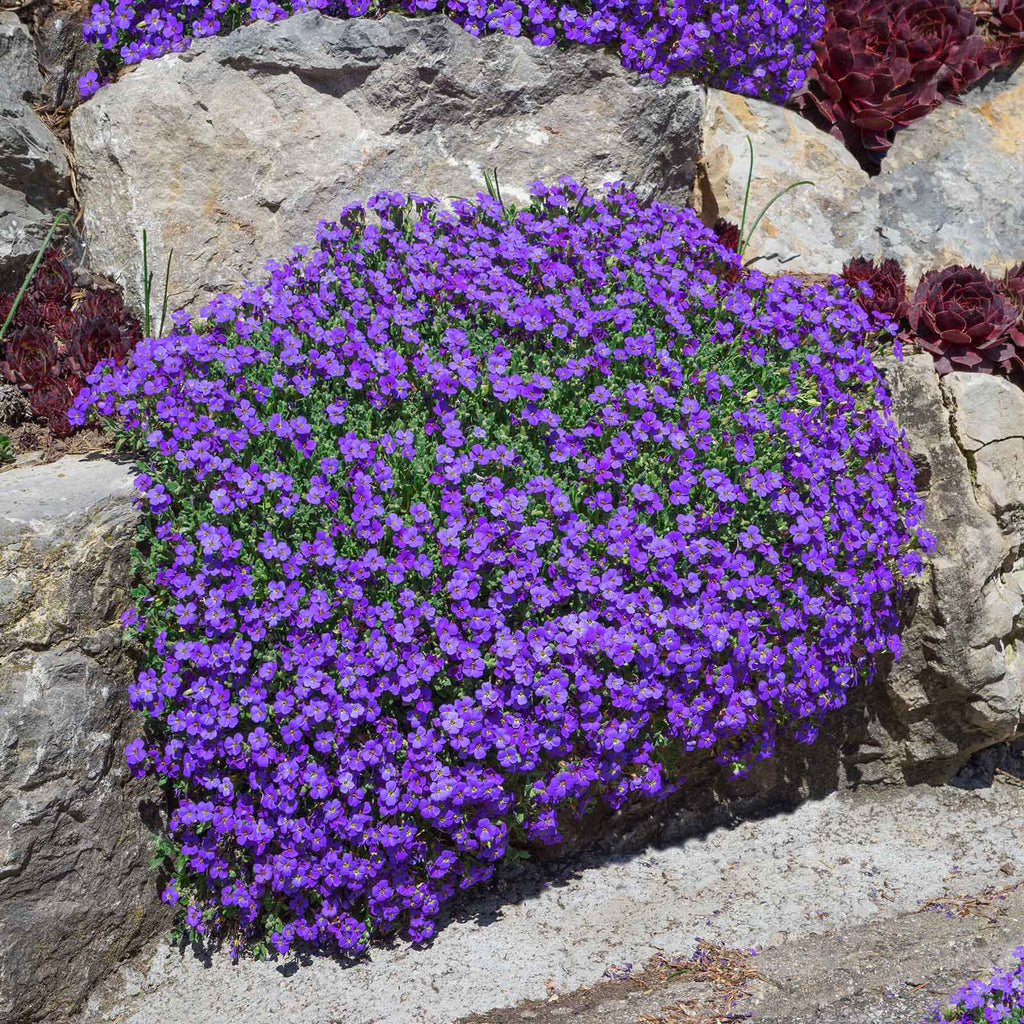 Cascade Seasonal Aubrieta Seeds - Heirloom Flower Garden Seeds for Growing