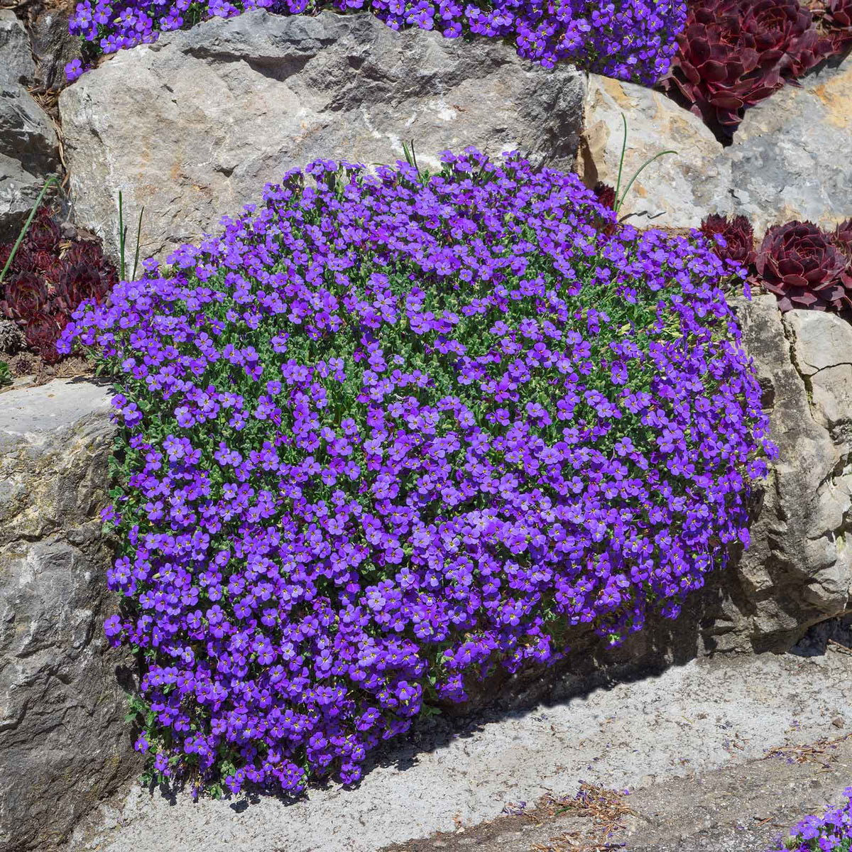 Cascade Seasonal Aubrieta Seeds - Heirloom Flower Garden Seeds for Growing