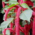 Chenille Kitten Tail Acalypha Seeds - Heirloom Flower Garden Seeds for Growing