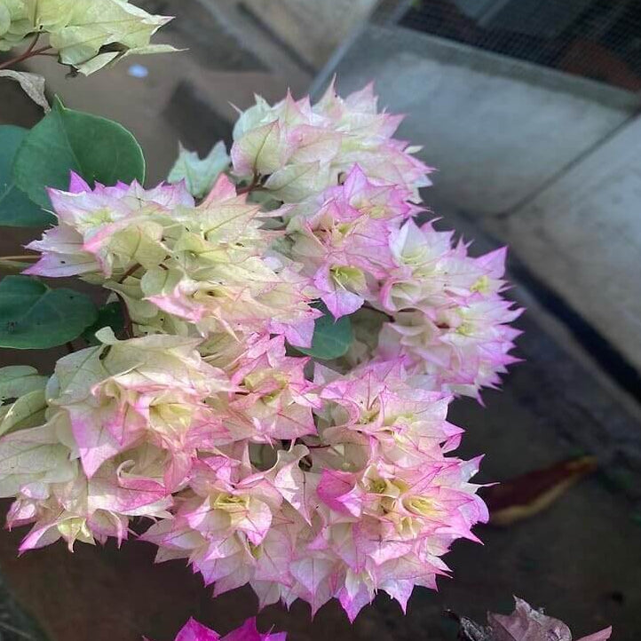 Cherry Blossom Bougainvillea Seeds