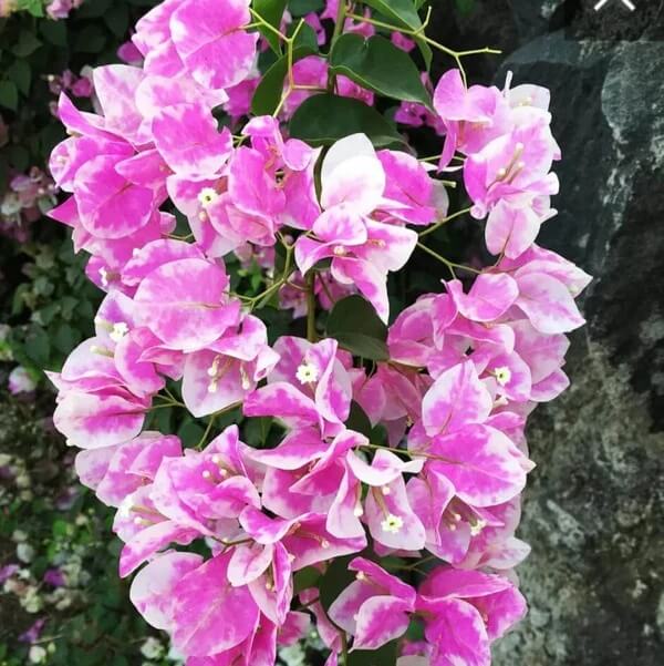 Cherry Blossom Bougainvillea Seeds