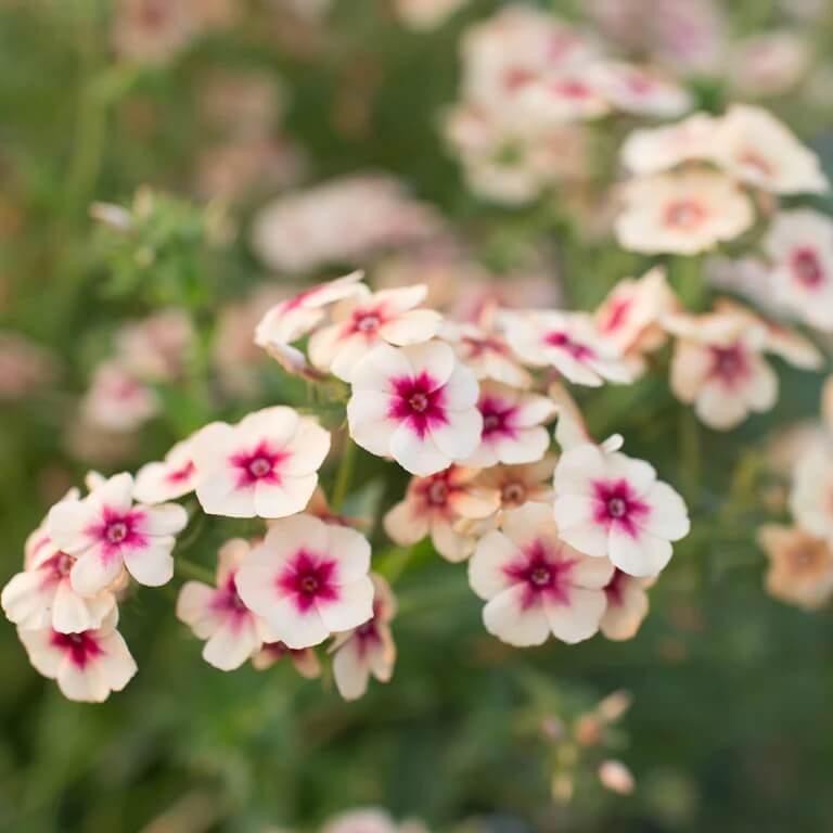 Cherry Caramel Phlox Seeds - Heirloom Flower Garden Seeds for Growing