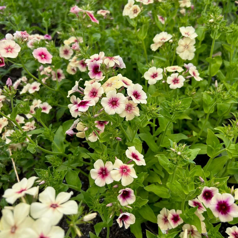 Cherry Caramel Phlox Seeds - Heirloom Flower Garden Seeds for Growing