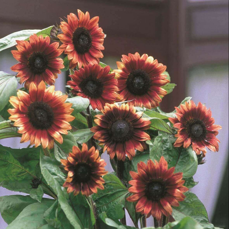 Cherry Rose Sunflower Seeds - Heirloom Flower Garden Seeds for Growing