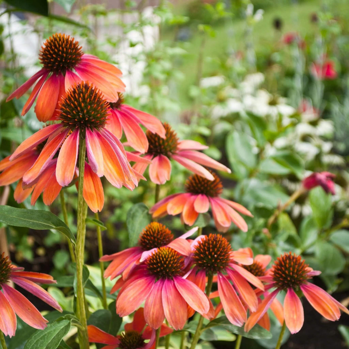 Cheyenne Spirit Mixed Echinacea Seeds - Heirloom Flower Garden Seeds for Growing
