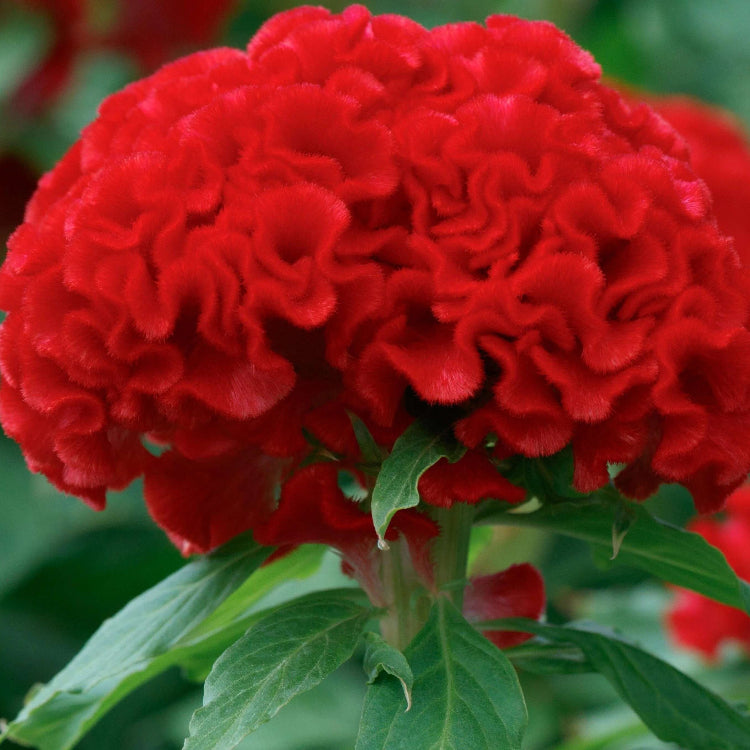 Chief Persimmon Celosia Seeds - Heirloom Flower Garden Seeds for Growing