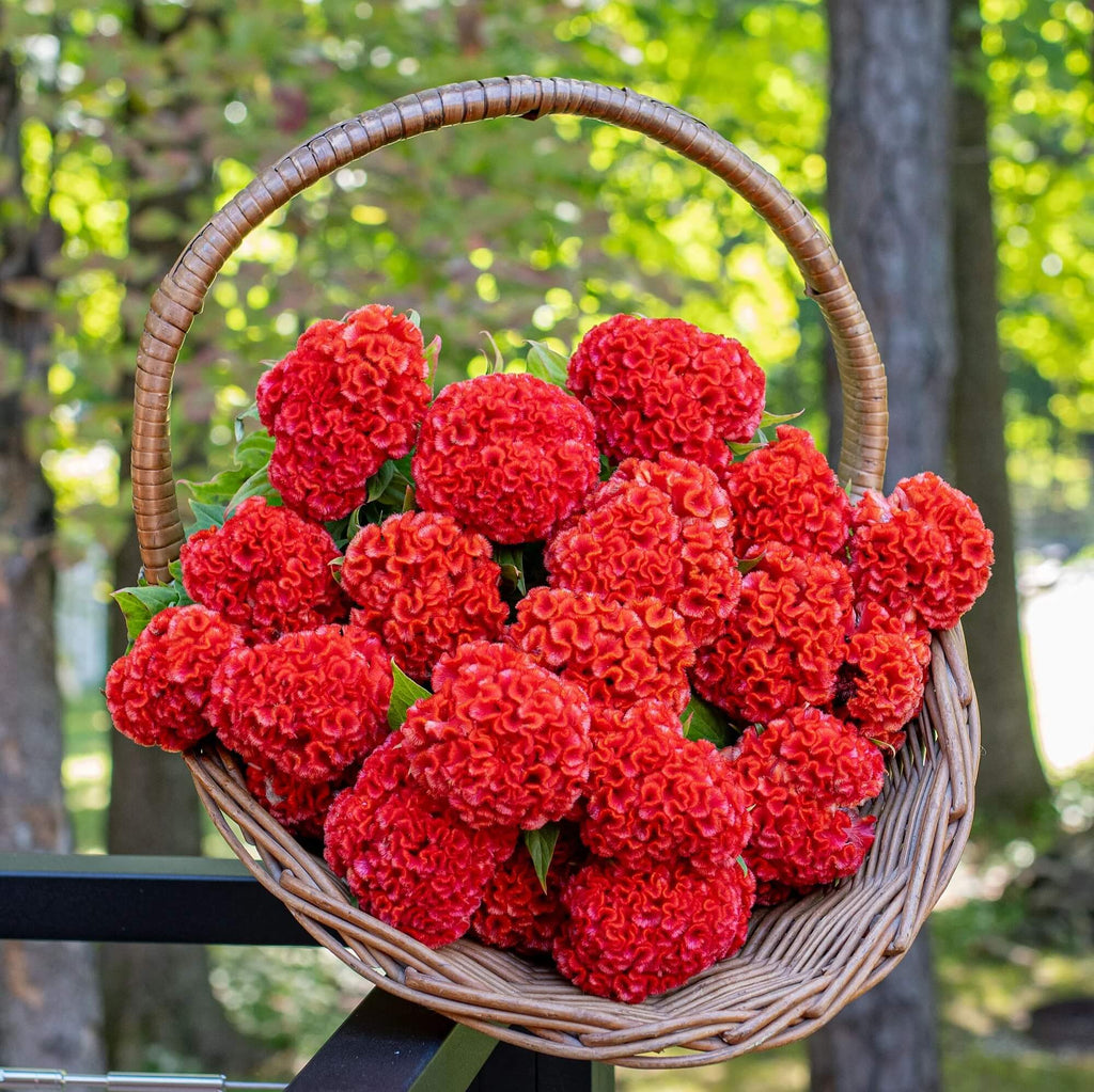 Chief Persimmon Celosia Seeds - Heirloom Flower Garden Seeds for Growing