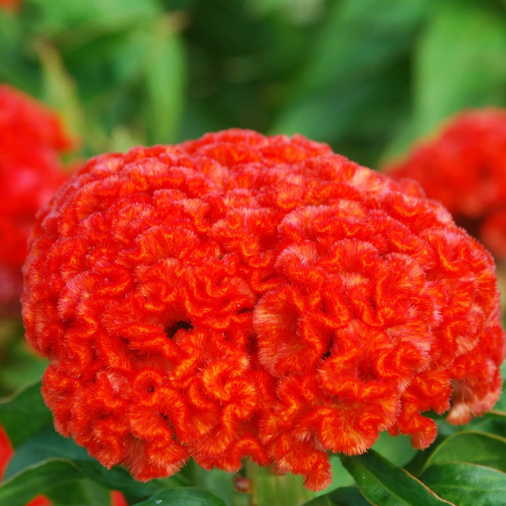 Chief Persimmon Celosia Seeds - Heirloom Flower Garden Seeds for Growing