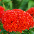 Chief Persimmon Celosia Seeds - Heirloom Flower Garden Seeds for Growing