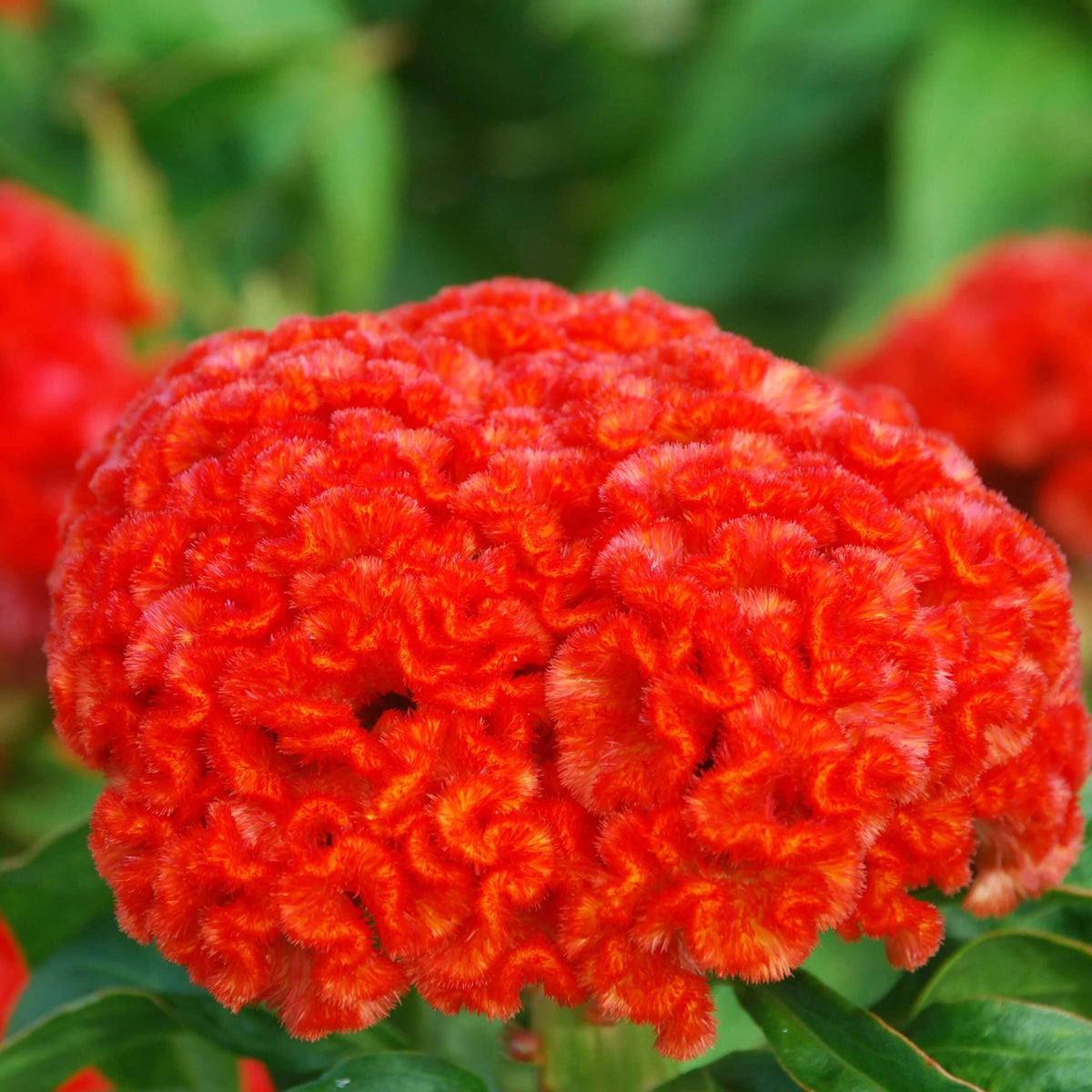 Chief Persimmon Celosia Seeds - Heirloom Flower Garden Seeds for Growing