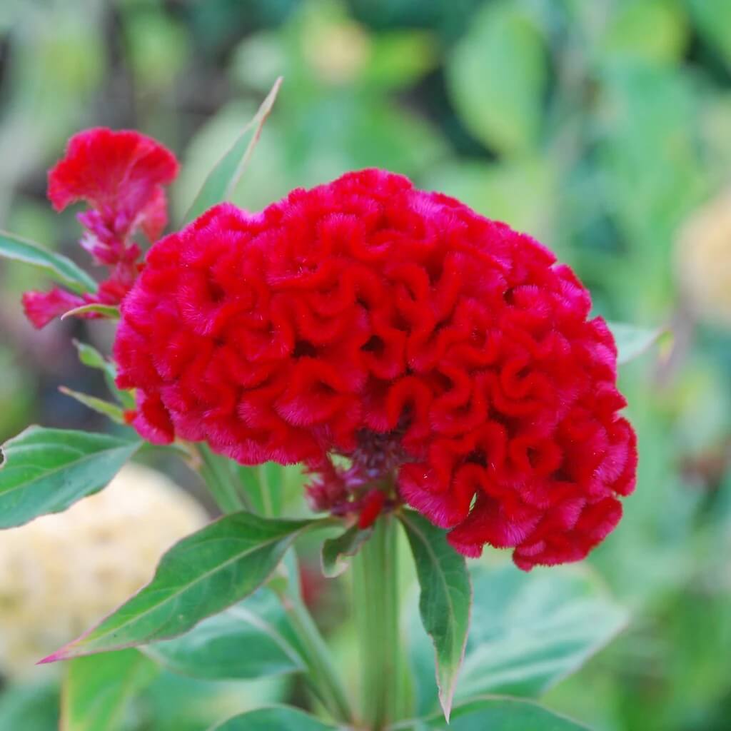 Chief Persimmon Celosia Seeds - Heirloom Flower Garden Seeds for Growing
