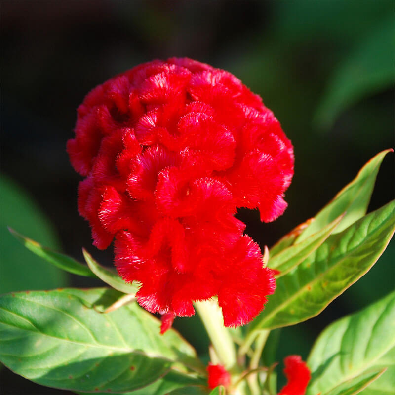 Chief Persimmon Celosia Seeds - Heirloom Flower Garden Seeds for Growing