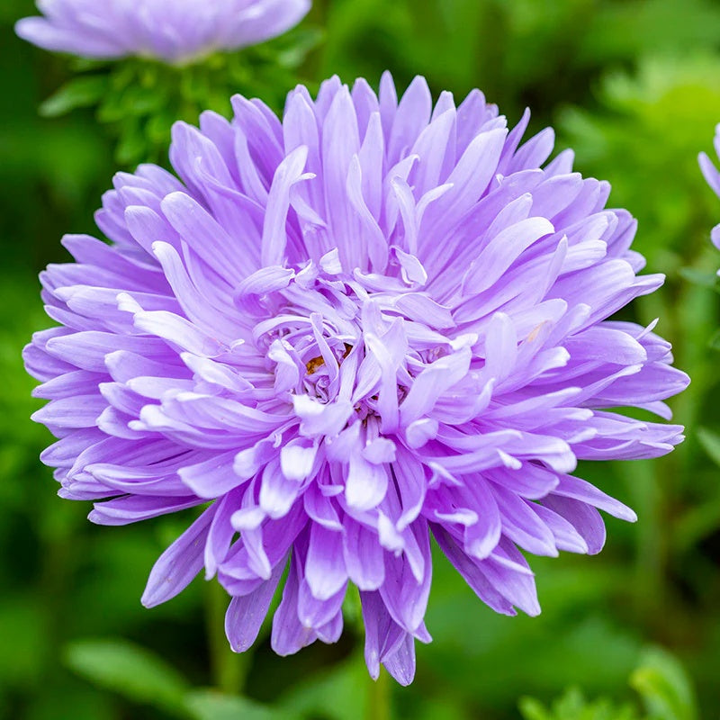 China Light Purple Aster Seeds - Heirloom Flower Garden Seeds for Growing