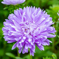 China Light Purple Aster Seeds - Heirloom Flower Garden Seeds for Growing