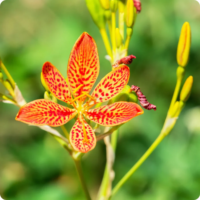 Chinensis Belamcanda Seeds - Heirloom Flower Garden Seeds for Growing