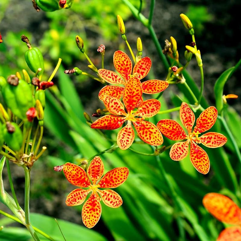 Chinensis Belamcanda Seeds - Heirloom Flower Garden Seeds for Growing