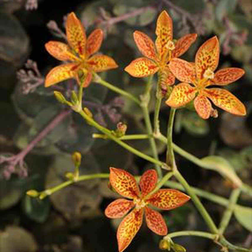 Chinensis Belamcanda Seeds - Heirloom Flower Garden Seeds for Growing