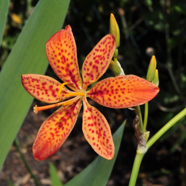 Chinensis Belamcanda Seeds - Heirloom Flower Garden Seeds for Growing
