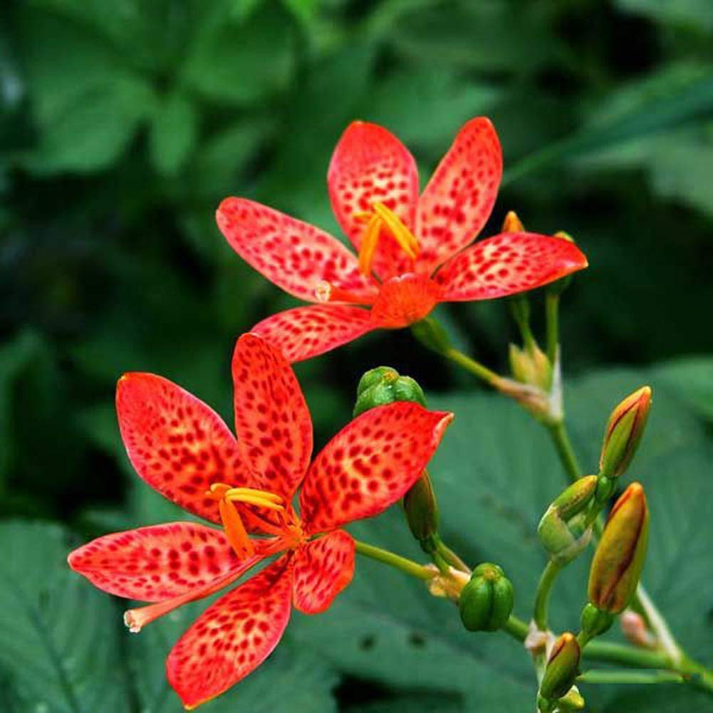 Chinensis Belamcanda Seeds - Heirloom Flower Garden Seeds for Growing