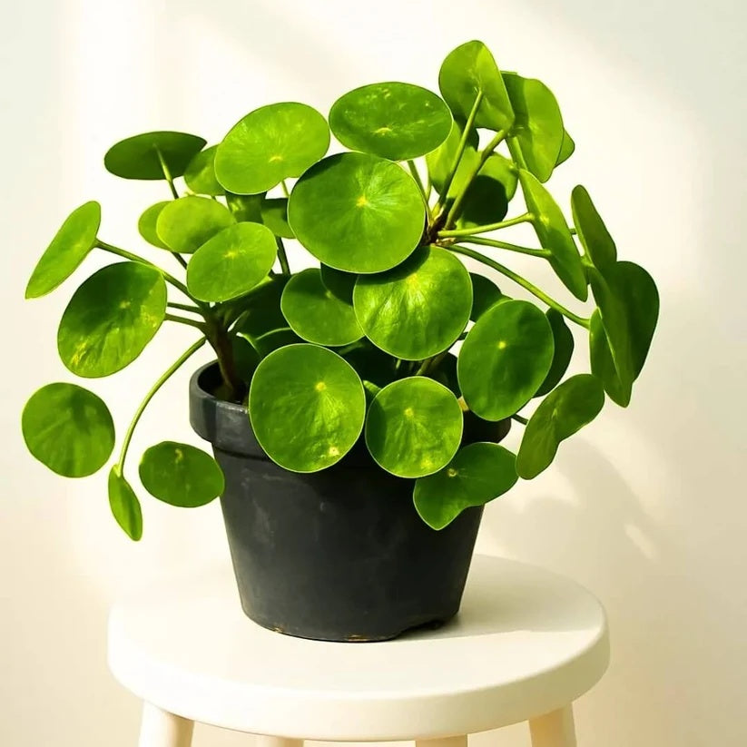 Chinese Money Plant Seeds - House Plant Garden Seeds for Growing  