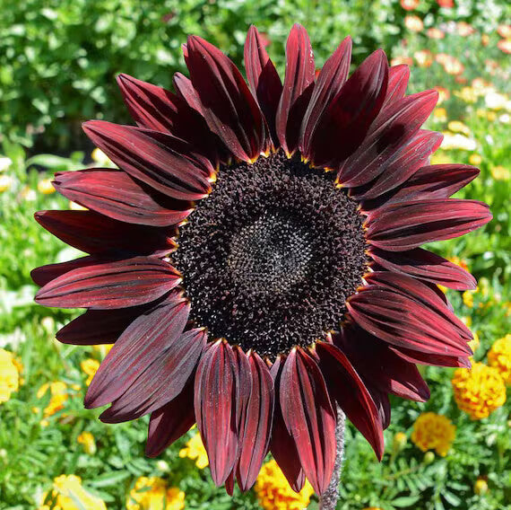 Chocolate Cherry Sunflower Seeds - Heirloom Flower Garden Seeds for Growing