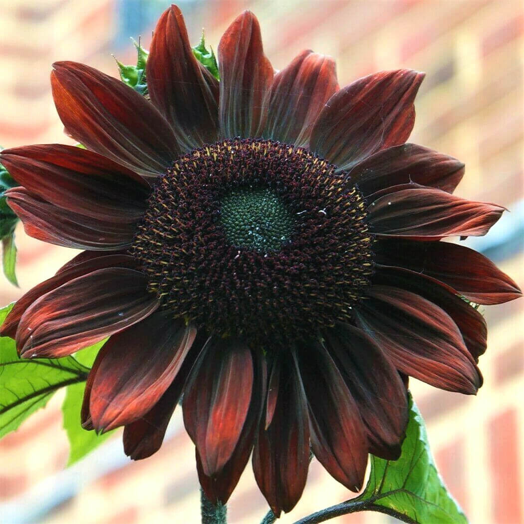 Chocolate Cherry Sunflower Seeds - Heirloom Flower Garden Seeds for Growing