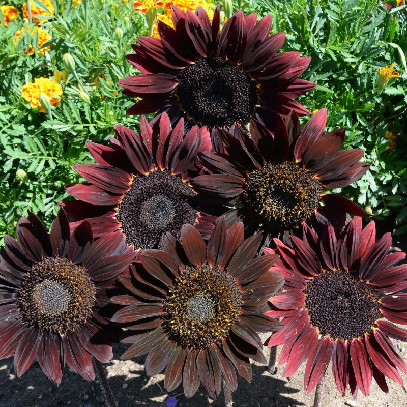 Chocolate Cherry Sunflower Seeds - Heirloom Flower Garden Seeds for Growing