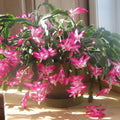Christmas Zygocactus Seeds - Heirloom Flower Garden Seeds for Growing
