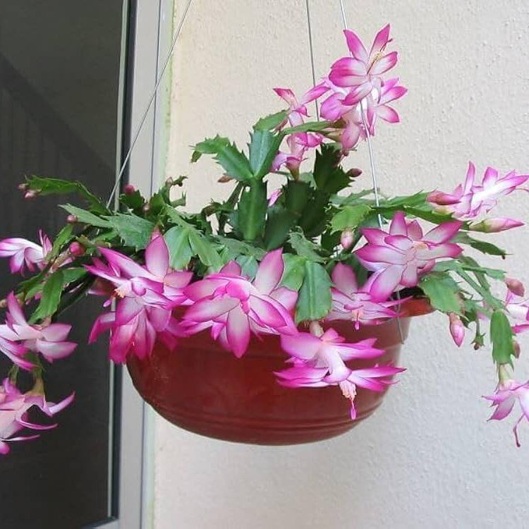 Christmas Zygocactus Seeds - Heirloom Flower Garden Seeds for Growing