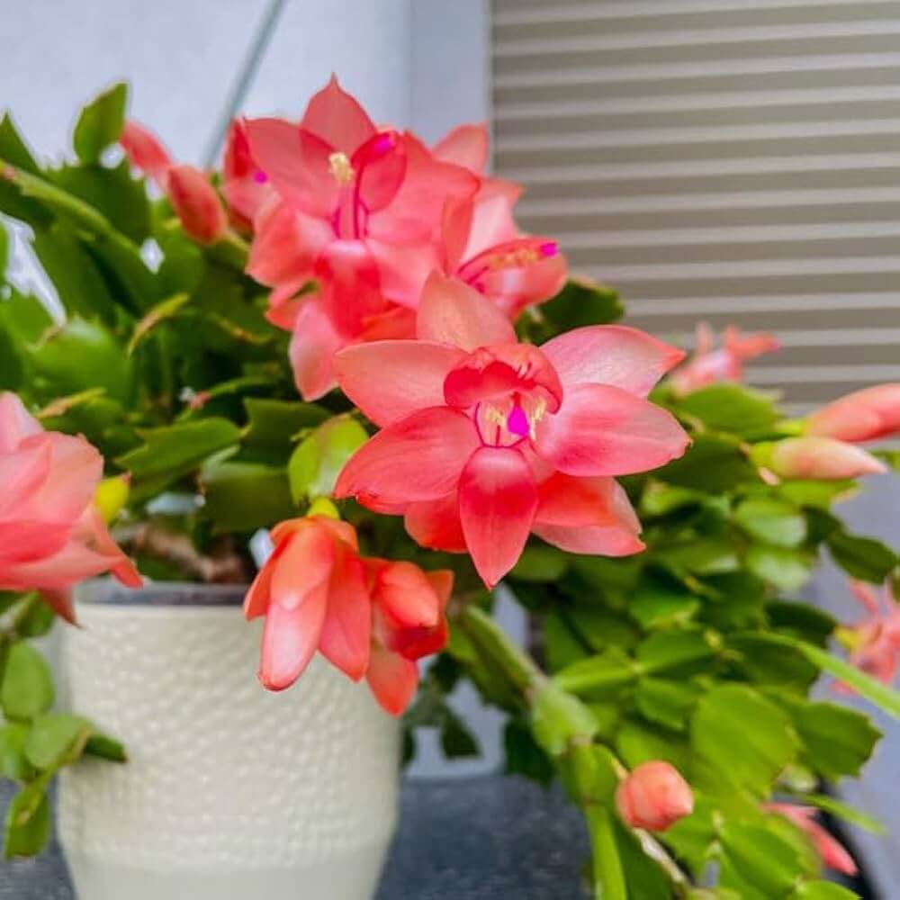 Christmas Zygocactus Seeds - Heirloom Flower Garden Seeds for Growing