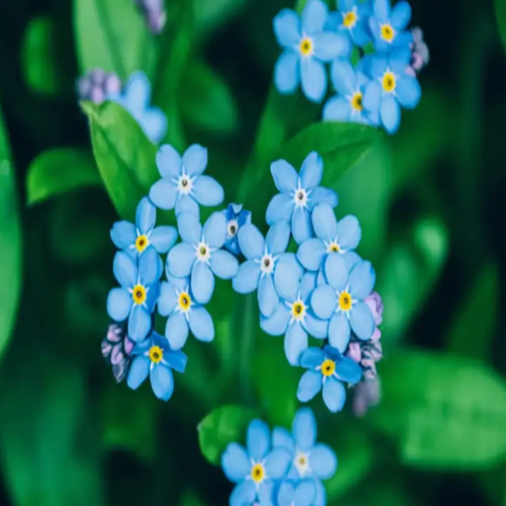 Classic Blue Forget-Me-Not Seeds - Heirloom Flower Garden Seeds for Growing