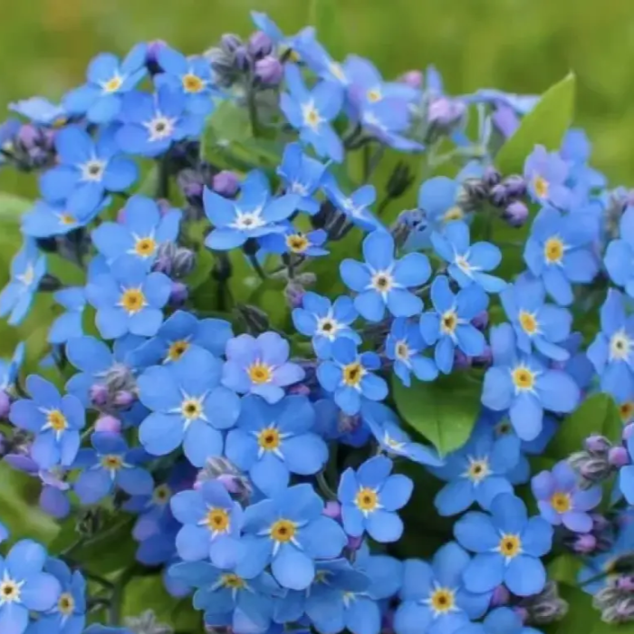 Classic Blue Forget-Me-Not Seeds - Heirloom Flower Garden Seeds for Growing
