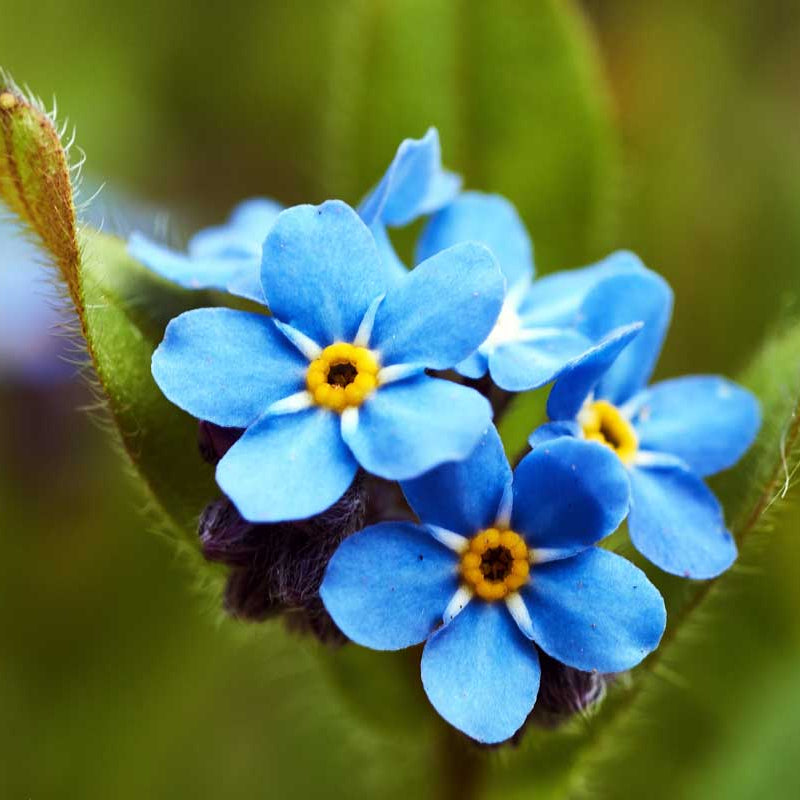 Classic Blue Forget-Me-Not Seeds - Heirloom Flower Garden Seeds for Growing