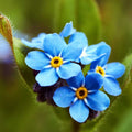 Classic Blue Forget-Me-Not Seeds - Heirloom Flower Garden Seeds for Growing