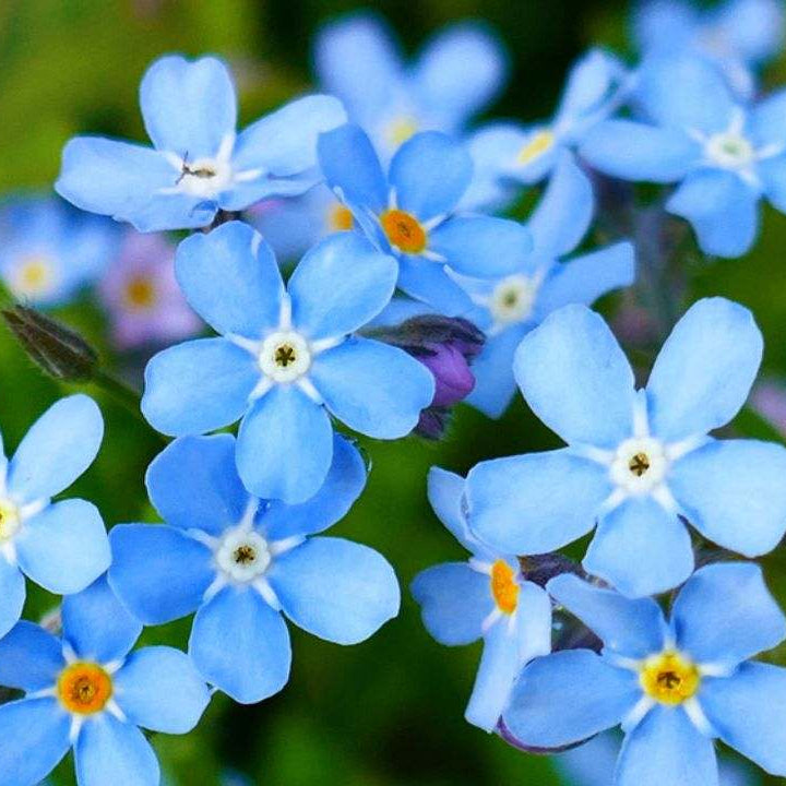 Classic Blue Forget-Me-Not Seeds - Heirloom Flower Garden Seeds for Growing