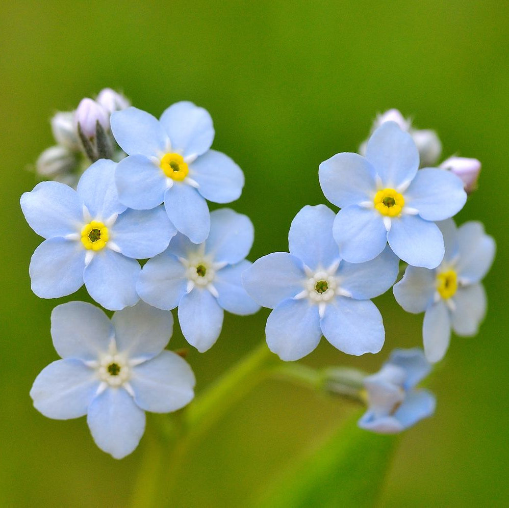 Classic Blue Forget-Me-Not Seeds - Heirloom Flower Garden Seeds for Growing
