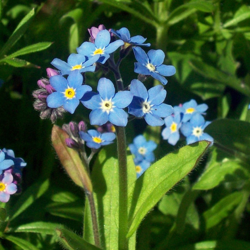 Classic Blue Forget-Me-Not Seeds - Heirloom Flower Garden Seeds for Growing