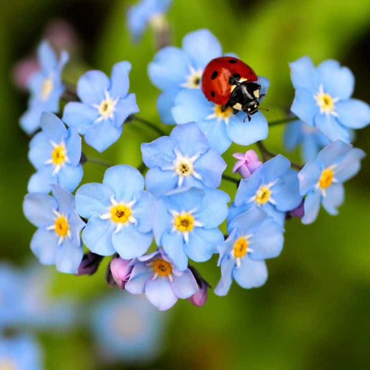Classic Blue Forget-Me-Not Seeds - Heirloom Flower Garden Seeds for Growing