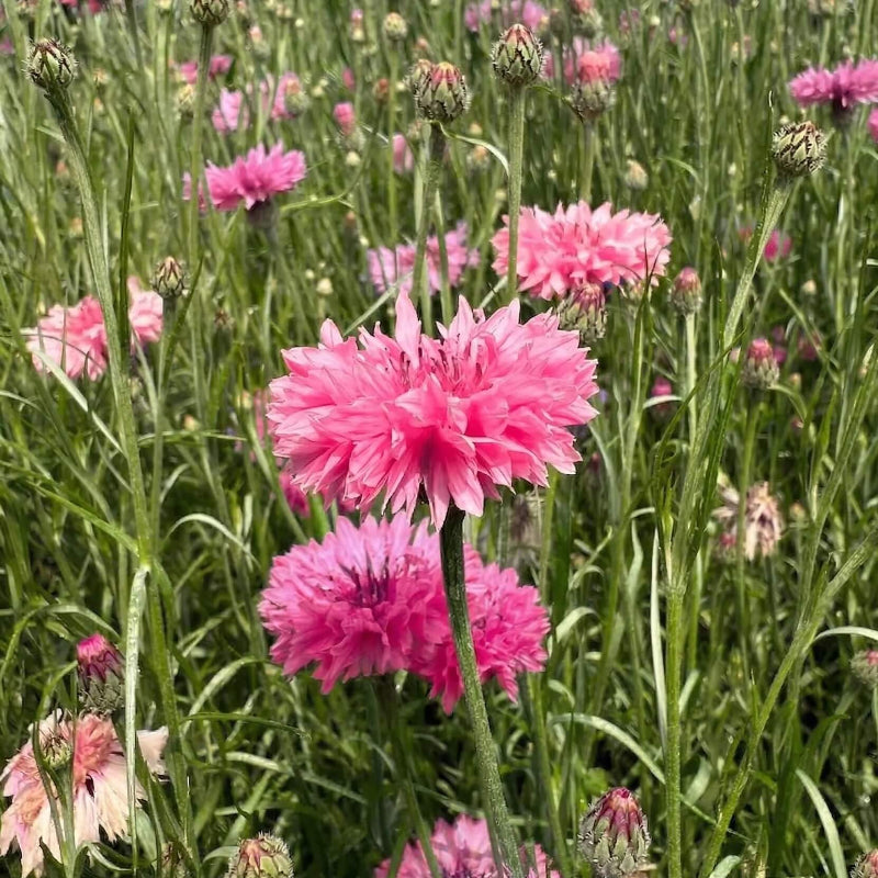 Classic Romantic Cornflower Seeds -  Heirloom Flower Garden Seeds for Growing