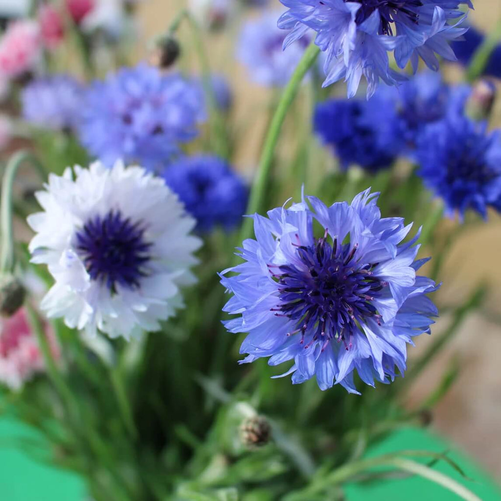 Classic Romantic Cornflower Seeds -  Heirloom Flower Garden Seeds for Growing