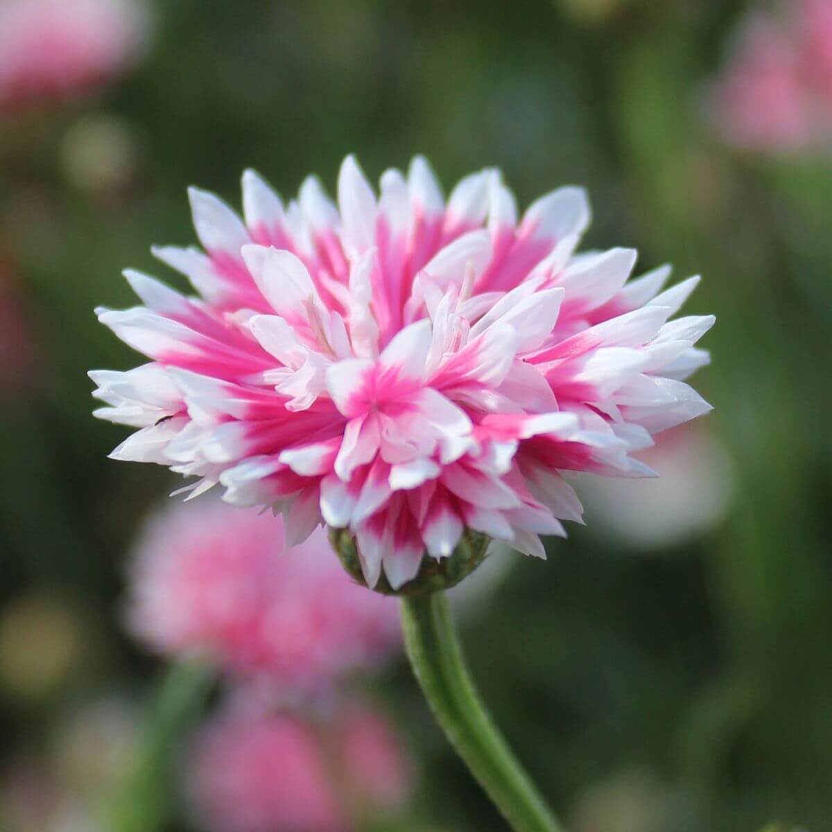 Classic Romantic Cornflower Seeds -  Heirloom Flower Garden Seeds for Growing