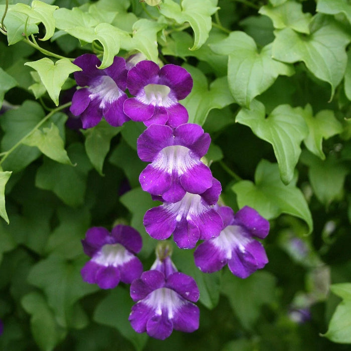 Climbing Snapdragon  Seeds - Heirloom Flower Garden Seeds for Growing