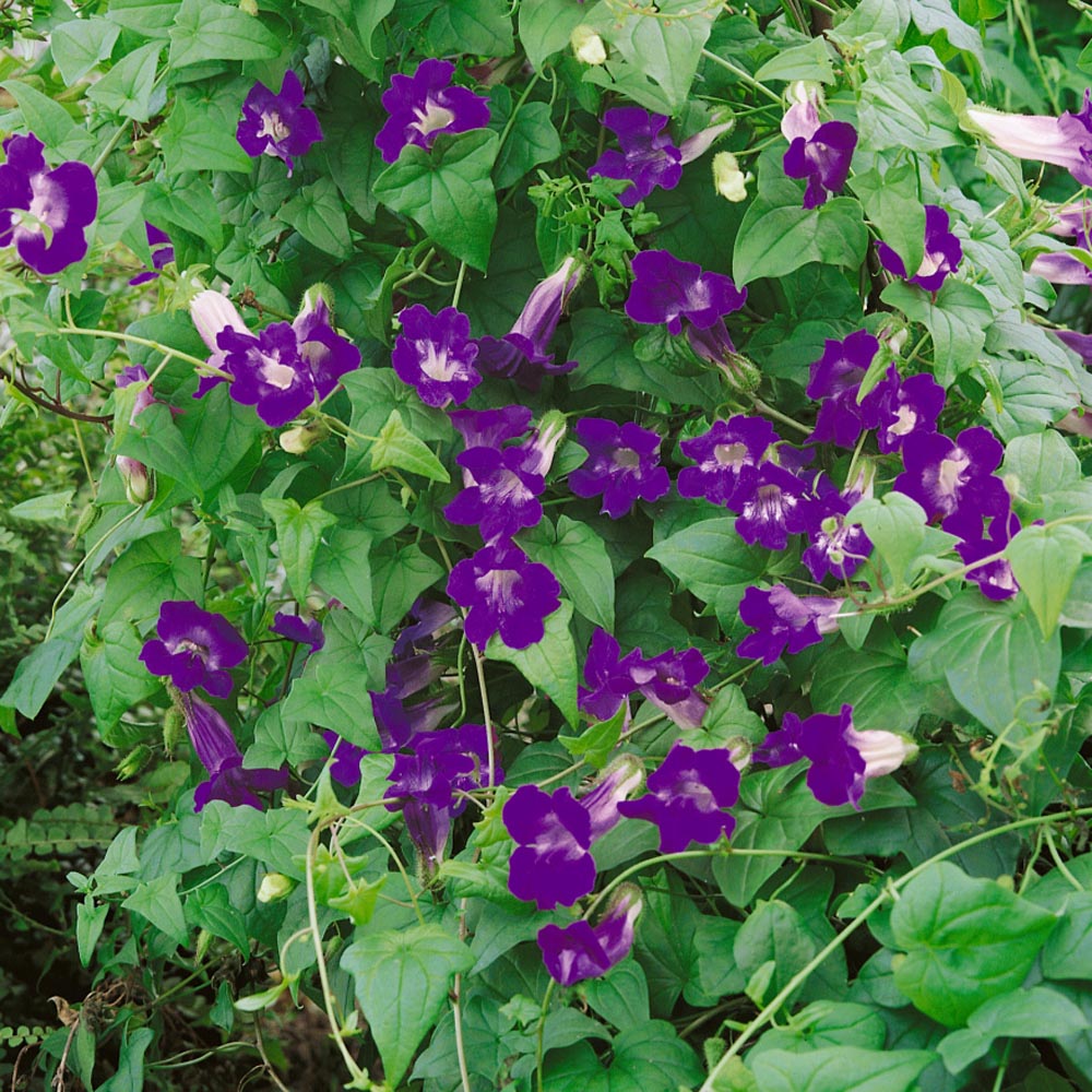 Climbing Snapdragon  Seeds - Heirloom Flower Garden Seeds for Growing